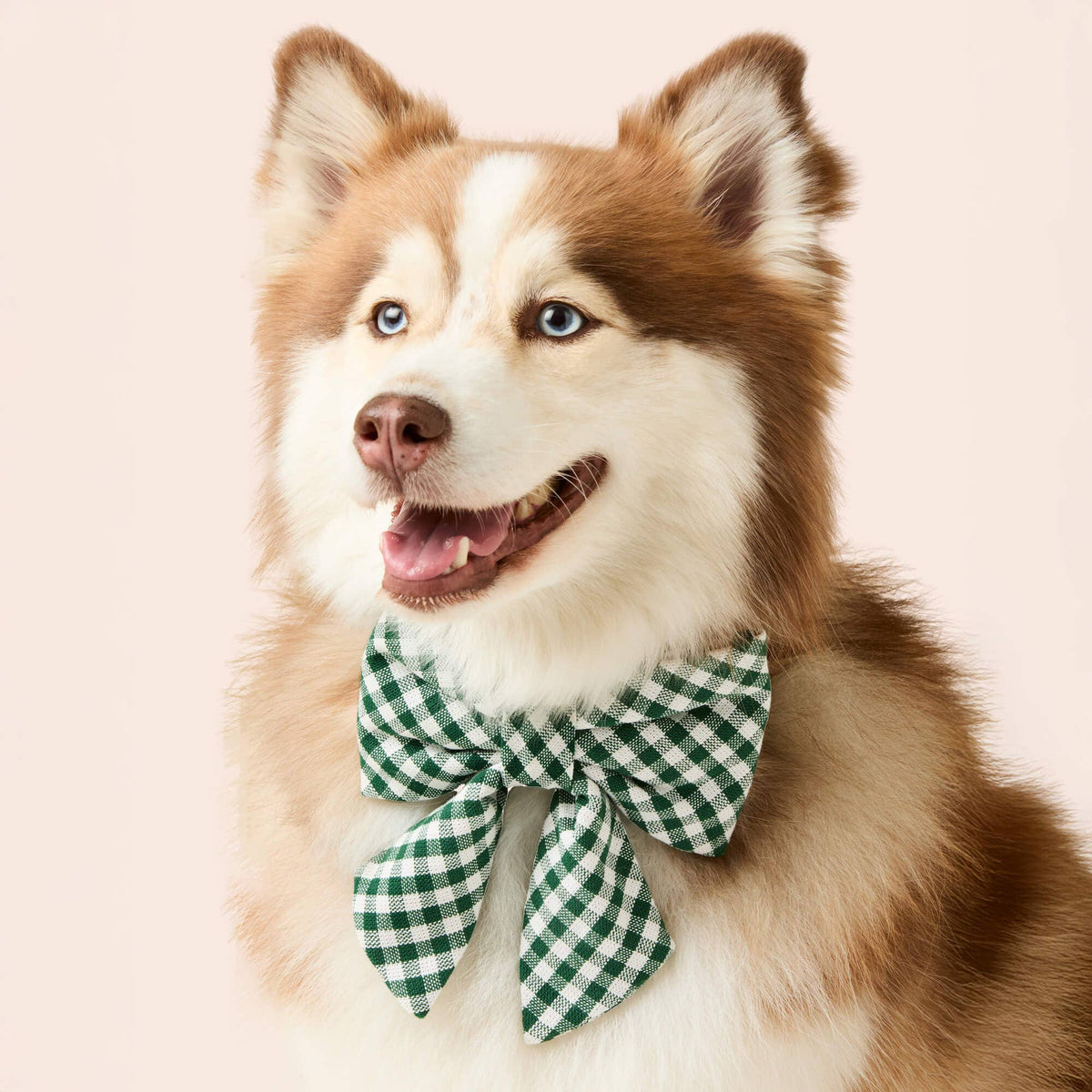 Evergreen Gingham Lady Dog Bow