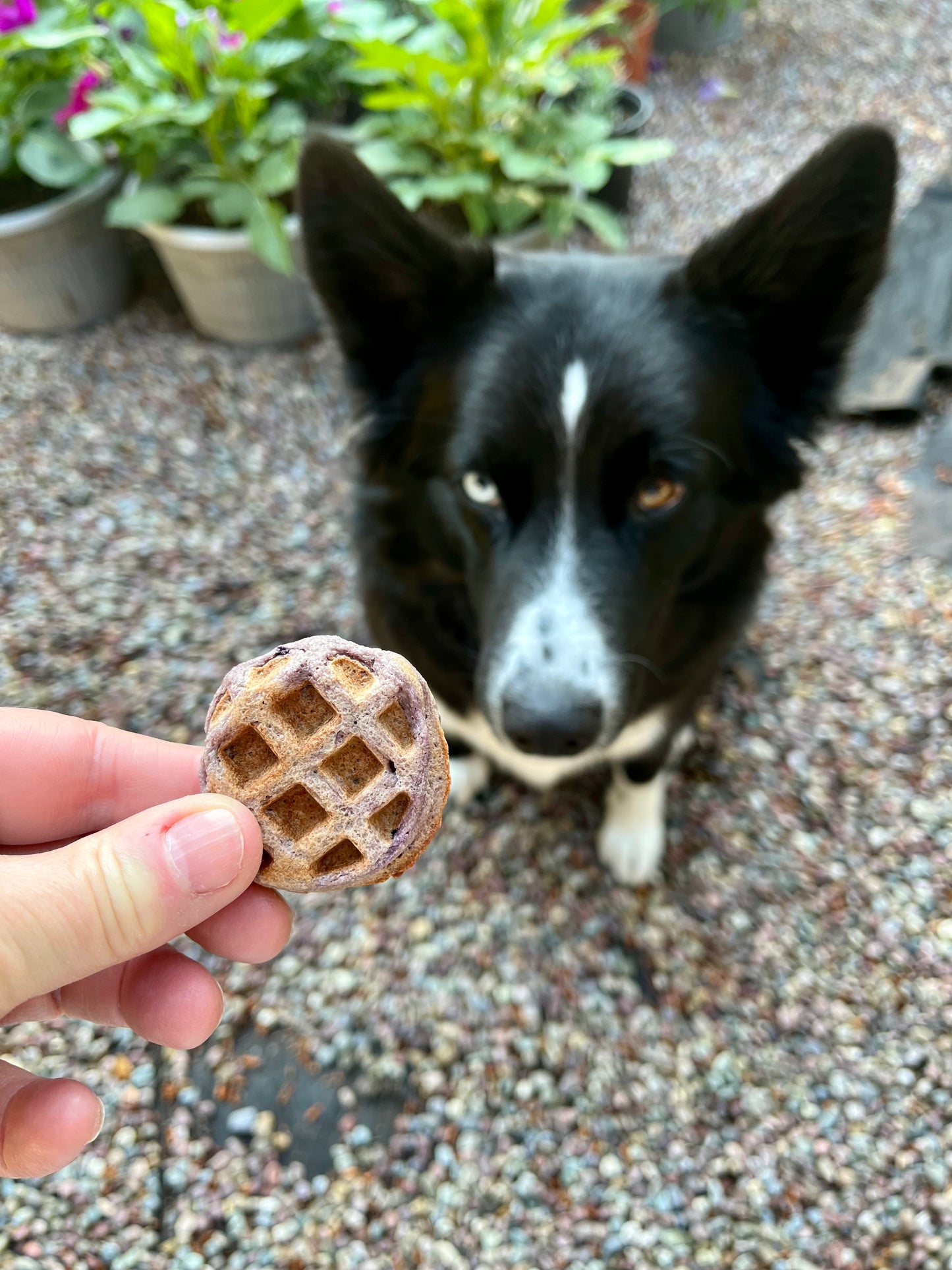 Ellie the border collie with Woofle dog treat - brand mascot for Ellie's Gourmet Barkery Montana-made organic dog treats