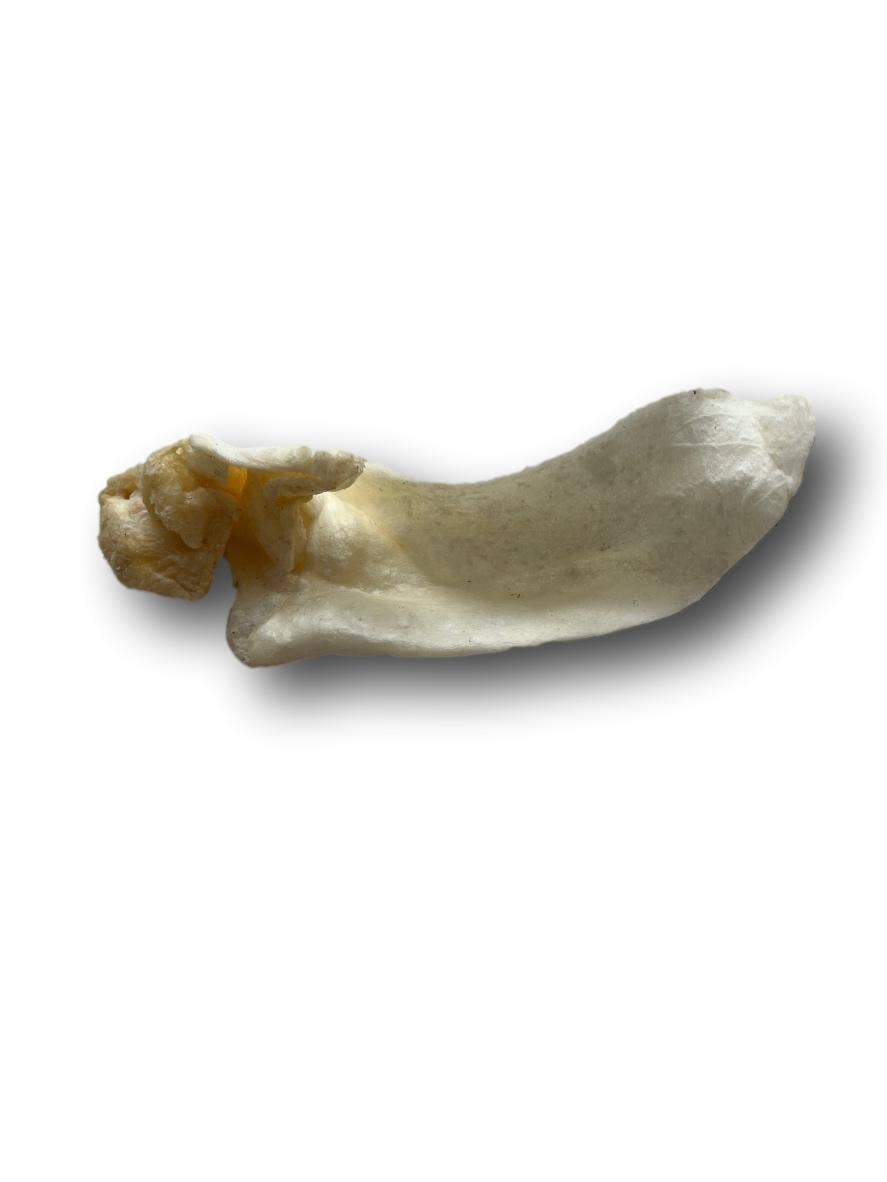 Lamb Ears  (LB0100LE)