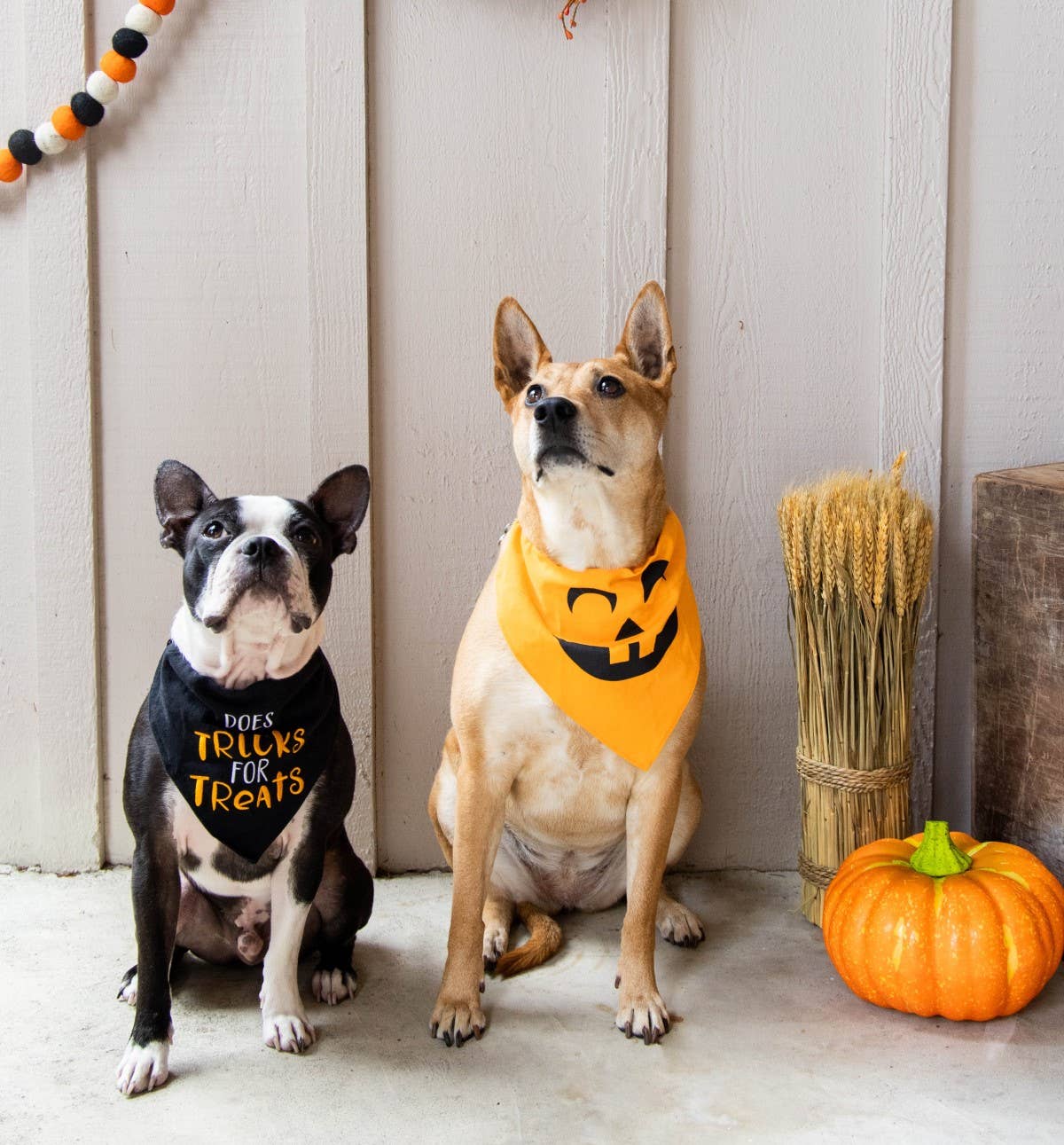 Pearhead Pumpkin Bandana Orange M/L