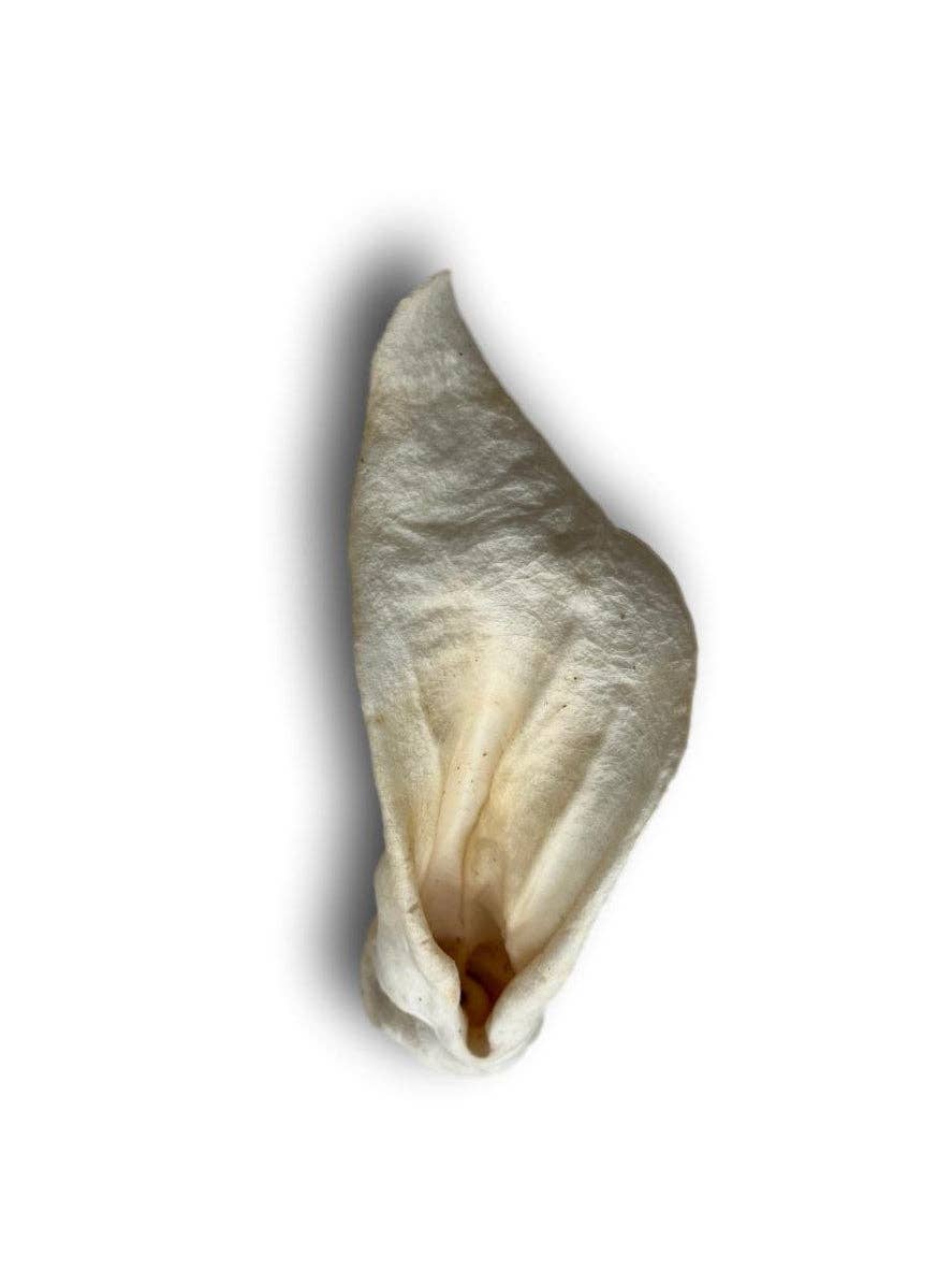Lamb Ears  (LB0100LE)
