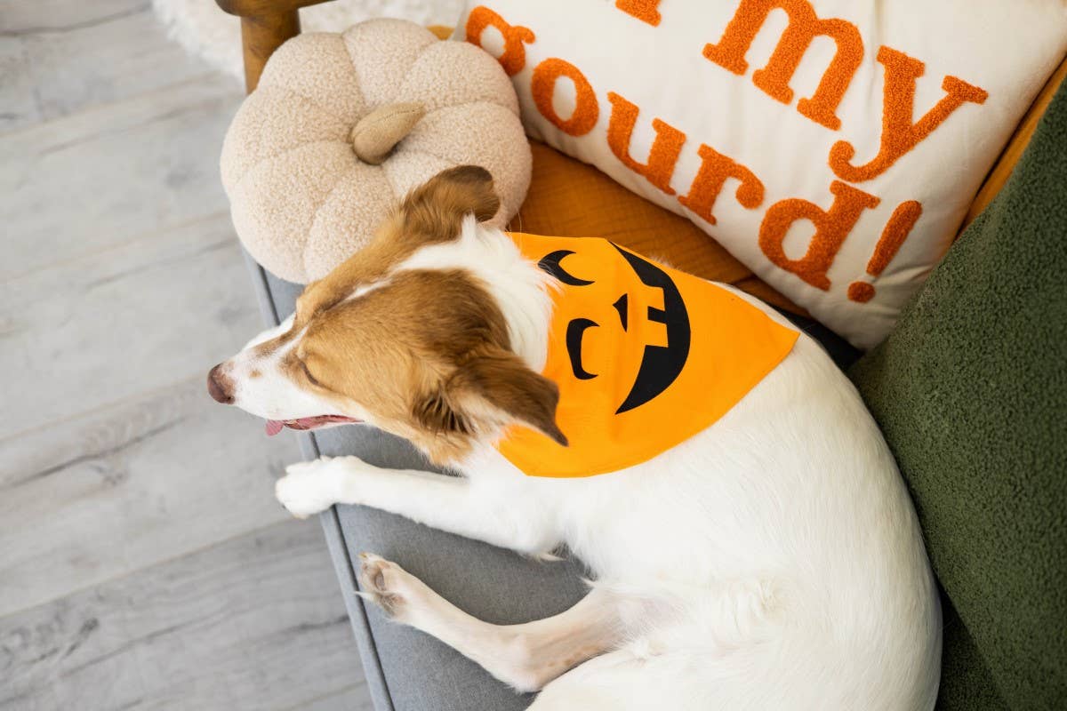 Pearhead Pumpkin Bandana Orange M/L